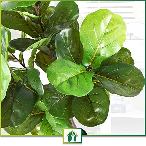 CROSOFMI Artificial Fiddle Leaf Fig Tree 65 Inch Fake Ficus Lyrata Plant with 68 Leaves Faux Plants in Pot for Indoor Outdoor House Home Office Garden Modern Decoration Perfect Housewarming Gift